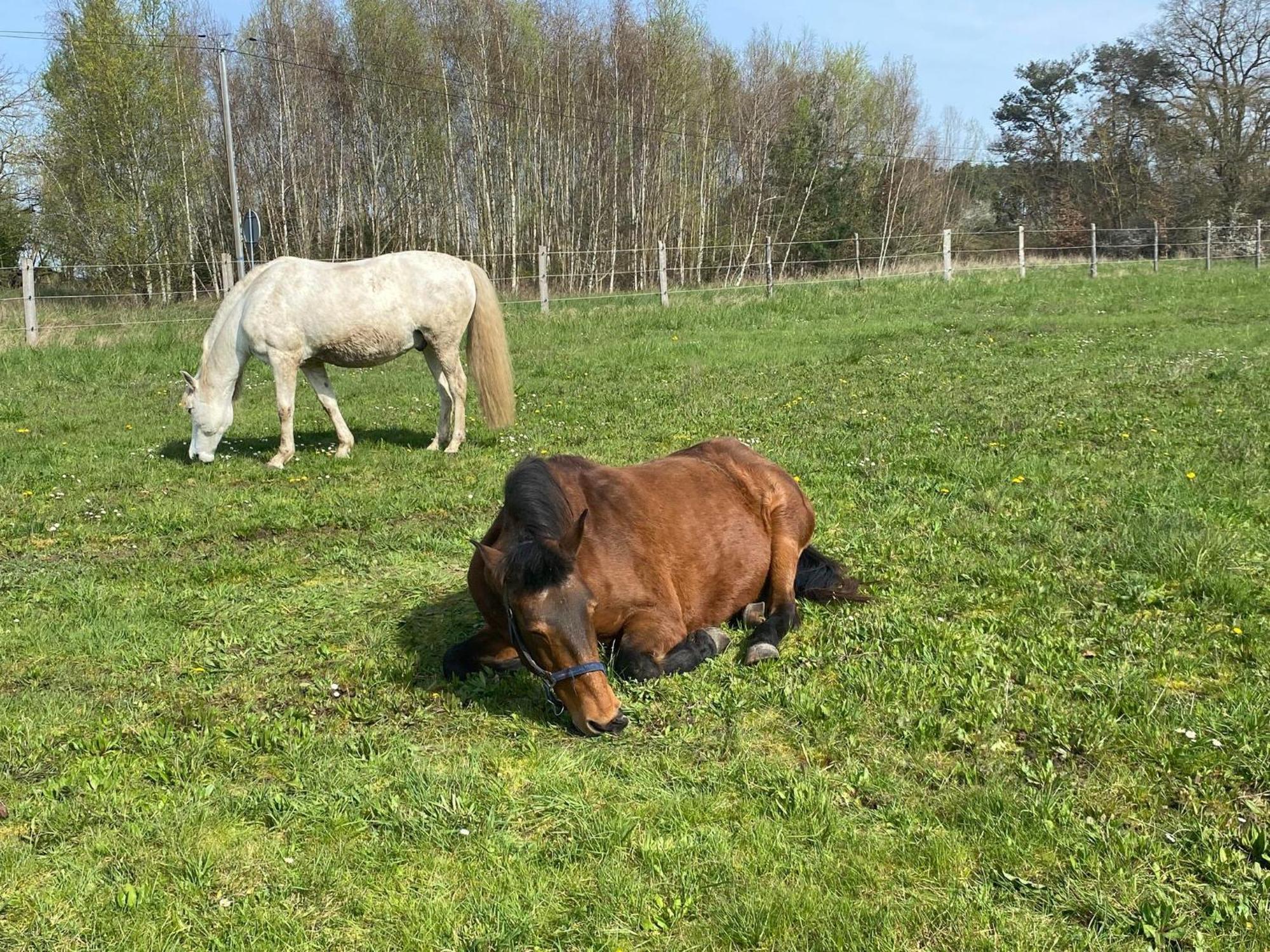 Gite La Cabuche Proche Du Zoo De Beauval Le Controis-en-Sologne Bagian luar foto